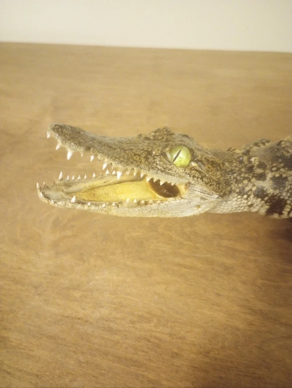 Alligator Decor